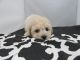 Bichonpoo Puppies for sale in Fullerton, CA, USA. price: NA