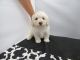 Bichonpoo Puppies for sale in Fullerton, CA, USA. price: NA