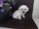 Bichonpoo Puppies for sale in Canton, OH, USA. price: $825
