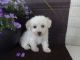 Bichonpoo Puppies for sale in Canton, OH, USA. price: $825