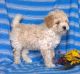 Bichonpoo Puppies for sale in Canton, OH, USA. price: $495