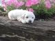 Bichonpoo Puppies for sale in Canton, OH, USA. price: $849