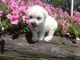 Bichonpoo Puppies for sale in Canton, OH, USA. price: NA
