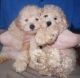 Bichonpoo Puppies for sale in Dallas, TX, USA. price: NA