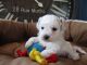 Bichonpoo Puppies for sale in Canton, OH, USA. price: $1,095