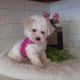 Bichonpoo Puppies for sale in Canton, OH, USA. price: $1,095