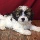 Bichonpoo Puppies for sale in Canton, OH, USA. price: $699