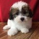 Bichonpoo Puppies for sale in Canton, OH, USA. price: $699