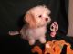 Bichonpoo Puppies for sale in Austin, TX, USA. price: NA