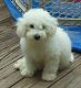 Bichonpoo Puppies for sale in Seattle, WA 98103, USA. price: NA