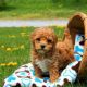Bichonpoo Puppies for sale in Campus Drive, Stanford, CA 94305, USA. price: NA