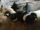 Bichonpoo Puppies for sale in Columbus, OH, USA. price: $450