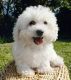 Bichonpoo Puppies for sale in Springfield, MO, USA. price: $795
