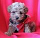 Bichonpoo Puppies for sale in US Hwy 19 N, Pinellas Park, FL, USA. price: NA