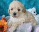 Bichonpoo Puppies for sale in F1B Atlantic Blvd, Jacksonville, FL 32224, USA. price: NA