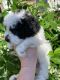 Bichonpoo Puppies for sale in Sumter, SC, USA. price: $900