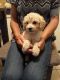 Bichonpoo Puppies for sale in New Haven, CT, USA. price: $400