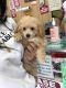 Bichonpoo Puppies for sale in Staten Island, NY, USA. price: NA