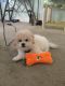 Bichonpoo Puppies for sale in Long Branch, NJ 07740, USA. price: NA