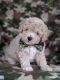 Bichonpoo Puppies for sale in Bel Air, MD 21014, USA. price: NA
