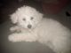 Bichonpoo Puppies for sale in Poway, CA, USA. price: NA