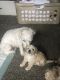 Bichonpoo Puppies for sale in Peoria, IL, USA. price: NA
