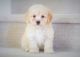 Bichonpoo Puppies for sale in Orange County, CA, USA. price: NA