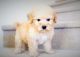 Bichonpoo Puppies for sale in Orange County, CA, USA. price: NA