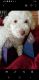Bichonpoo Puppies for sale in Cleveland, OH, USA. price: $1,200