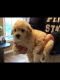 Bichonpoo Puppies for sale in Batsto, NJ 08037, USA. price: NA