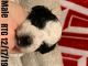 Bichonpoo Puppies for sale in Sumter, SC, USA. price: $1,000
