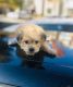 Bichonpoo Puppies for sale in Atlanta, GA, USA. price: $1,100