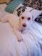 Bichonpoo Puppies for sale in Cleveland, OH, USA. price: $200