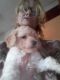 Bichonpoo Puppies for sale in New Haven, CT, USA. price: $400