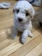 Bichonpoo Puppies for sale in Providence, RI, USA. price: NA