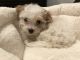 Bichonpoo Puppies for sale in Bridgeport, CT, USA. price: NA