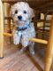 Bichonpoo Puppies for sale in Prince William County, VA, USA. price: $1,400