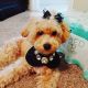 Bichonpoo Puppies for sale in Royal Palm Beach, FL, USA. price: NA