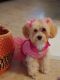 Bichonpoo Puppies for sale in Royal Palm Beach, FL, USA. price: NA
