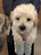 Bichonpoo Puppies for sale in Hawthorne, NJ, USA. price: NA