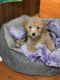 Bichonpoo Puppies for sale in East Brunswick, NJ, USA. price: NA