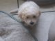 Bichonpoo Puppies for sale in Butte, MT, USA. price: NA