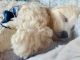Bichonpoo Puppies for sale in Port St. Lucie, FL, USA. price: NA