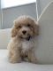 Bichonpoo Puppies for sale in McLean, VA, USA. price: $3,000