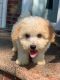 Bichonpoo Puppies for sale in Brooklyn, NY, USA. price: NA