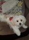 Bichonpoo Puppies for sale in Winder, GA 30680, USA. price: $500