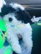 Bichonpoo Puppies for sale in 374 Sprague St, Dedham, MA 02026, USA. price: $3,500