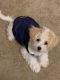 Bichonpoo Puppies for sale in Monroeville, PA 15146, USA. price: $1,500