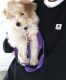 Bichonpoo Puppies for sale in Provo, UT, USA. price: NA