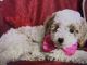Bichonpoo Puppies for sale in Lancaster, PA, USA. price: NA